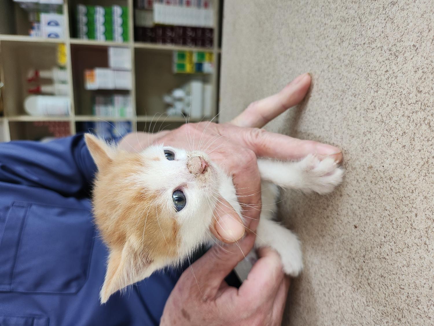 예산동물보호센터_444461202300429