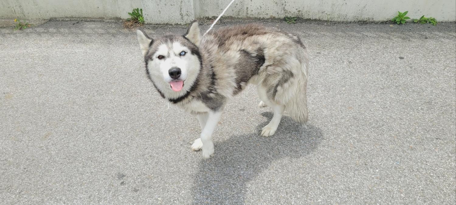 강릉시 동물사랑센터_442420202300364