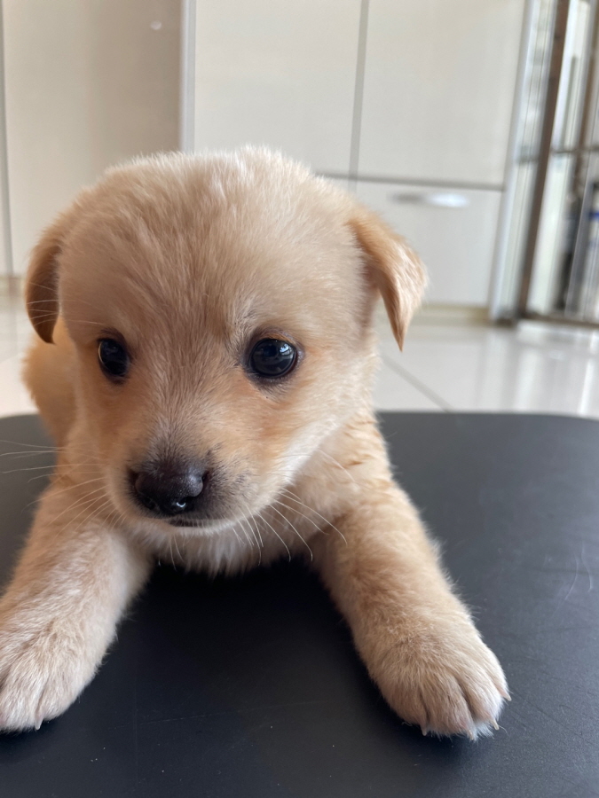 이성준동물병원_441408202300831