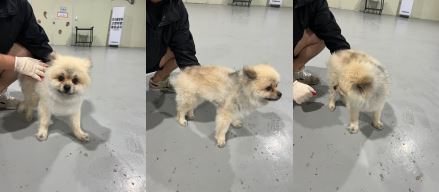 부산동물보호센터_426332202300309