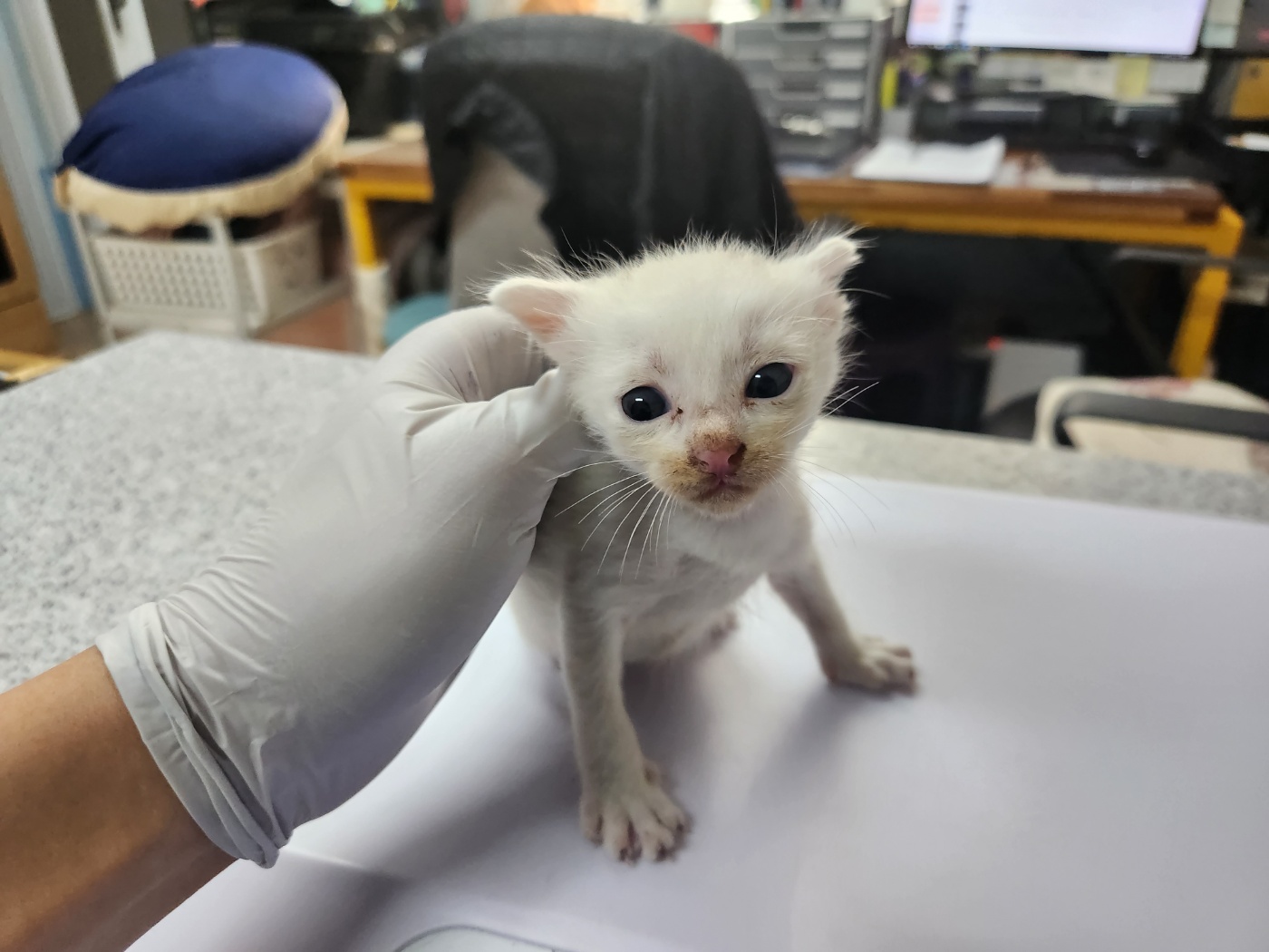 광주 동물보호소_429361202300255
