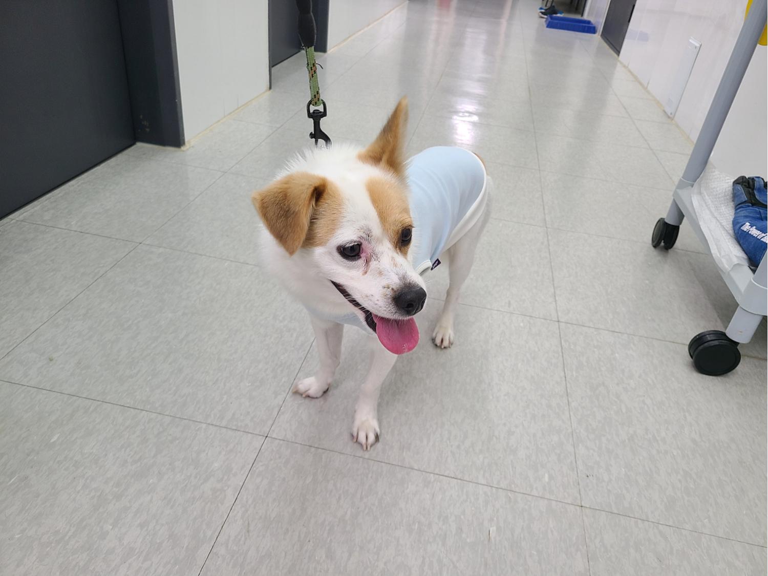 대전동물보호센터_430367202300375