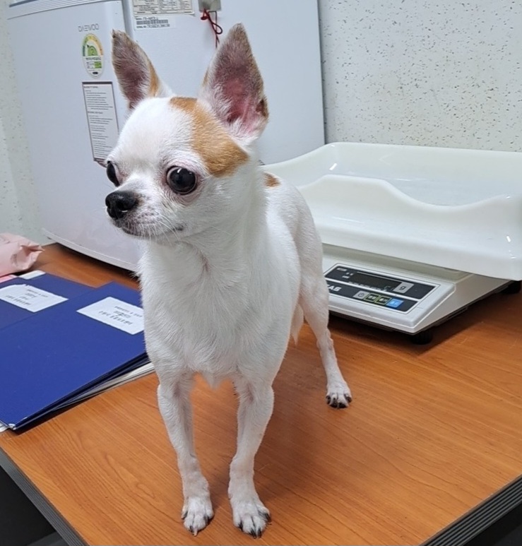 수원시 동물보호센터_441374202300656