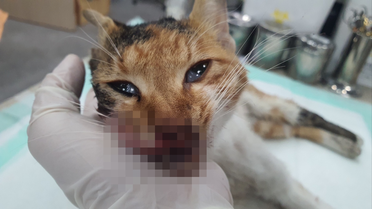 24시아이동물메디컬_441386202300837