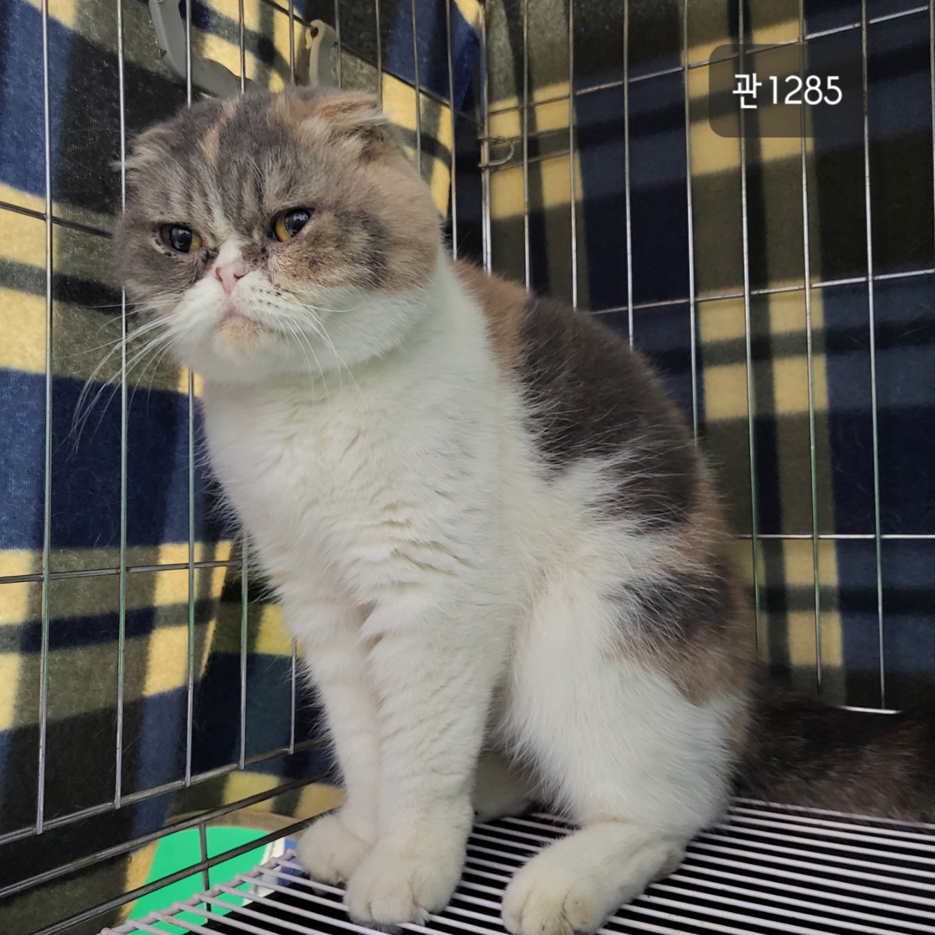 [고양이] 스코티시폴드 경기-고양-2023-00437 유기동물 배경 이미지 입니다.
