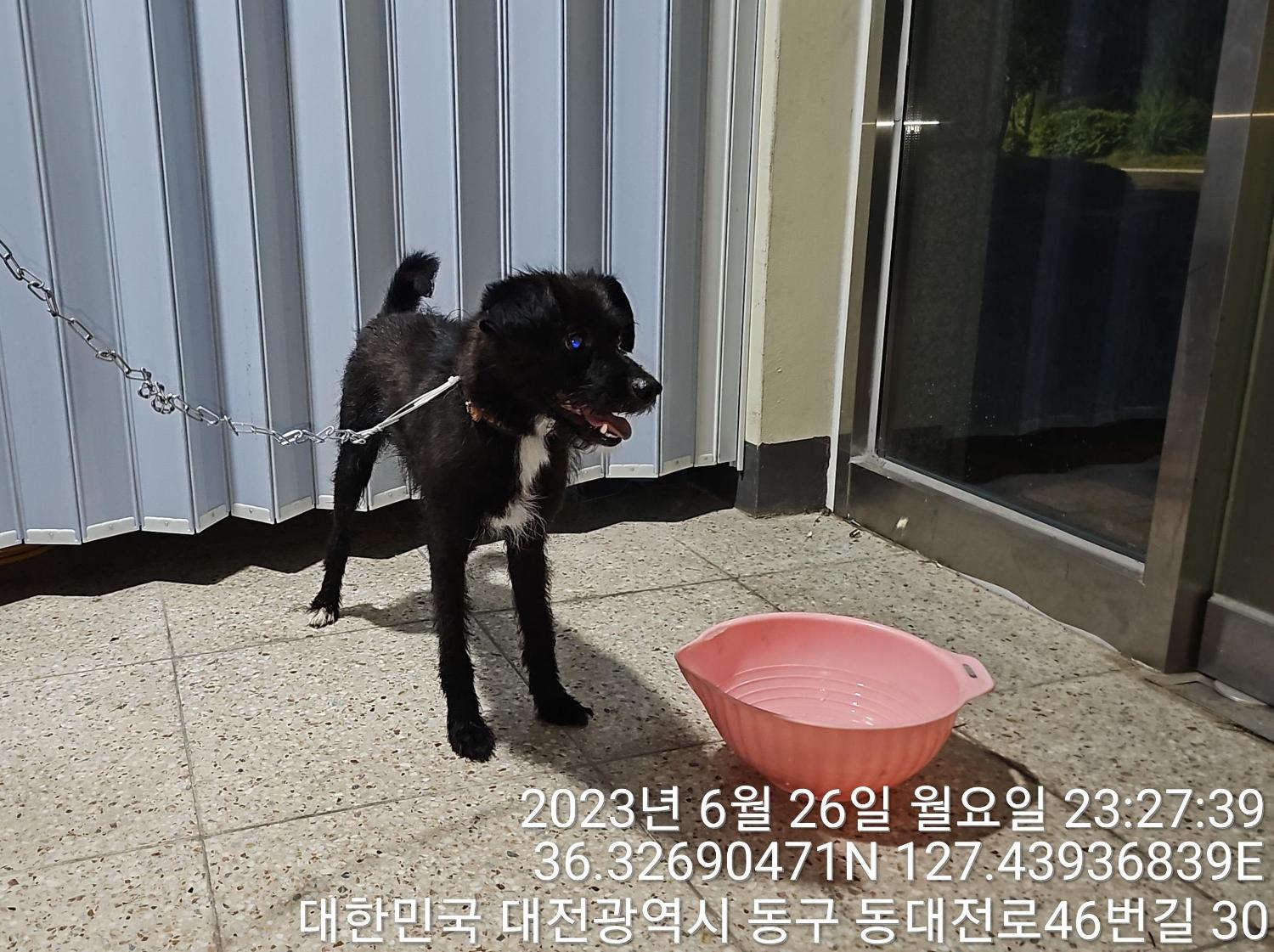 대전동물보호센터_430364202300207