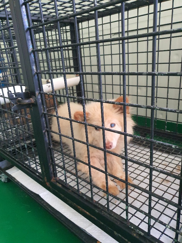 공주시 동물보호소_444450202300413