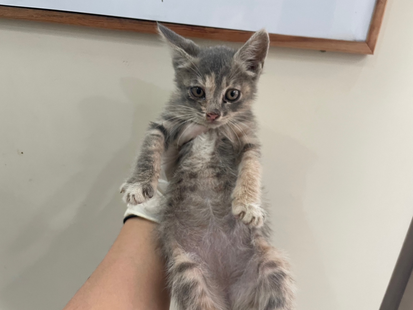 가정동물병원_428356202301027
