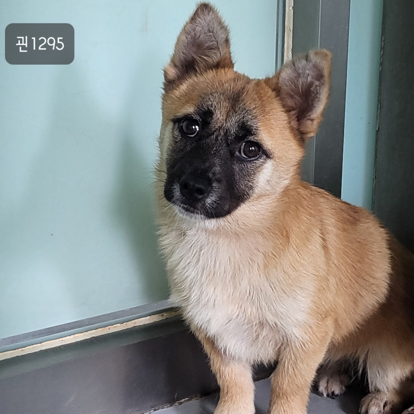 고양시동물보호센터_441394202301295