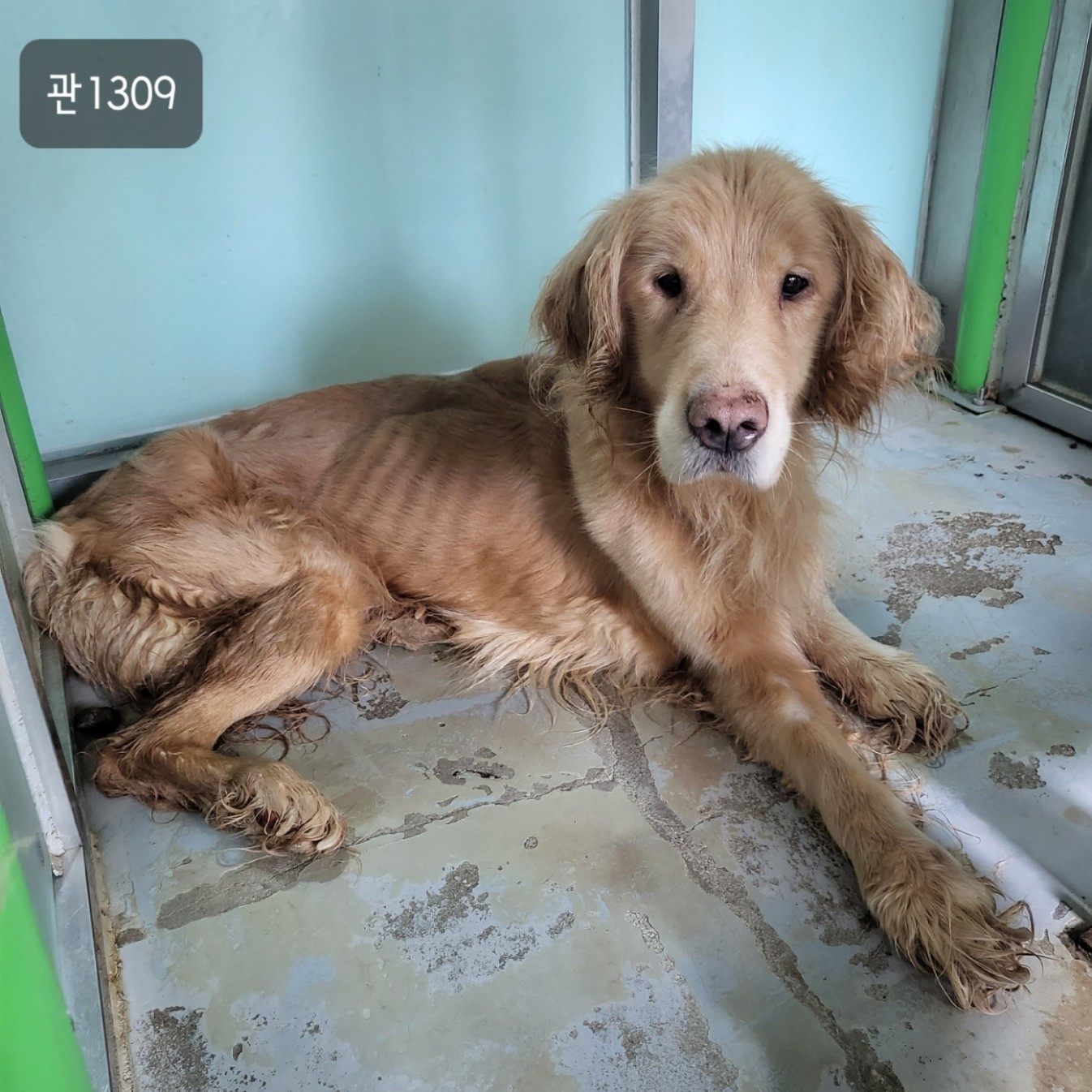 고양시동물보호센터_441394202301309