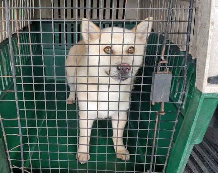 마산유기동물보호소_448528202300894
