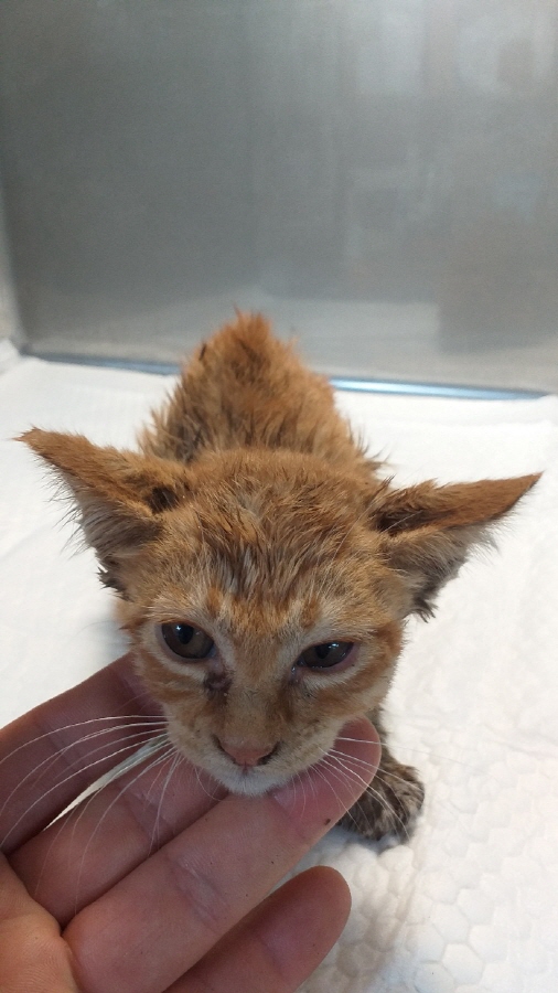 이성준동물병원_441408202300835