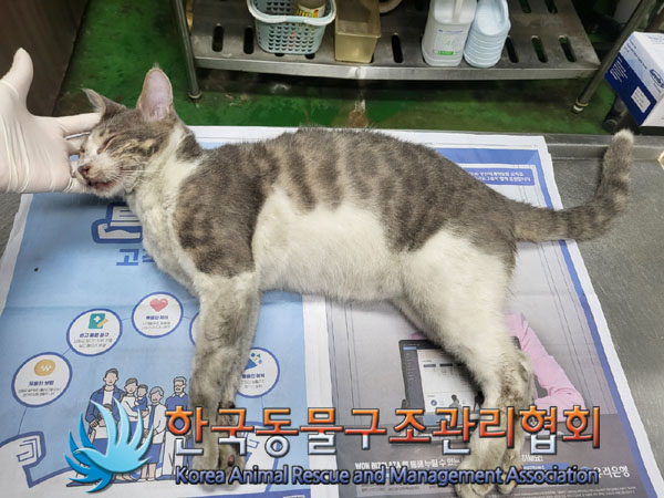 한국동물구조관리협회_411318202300291