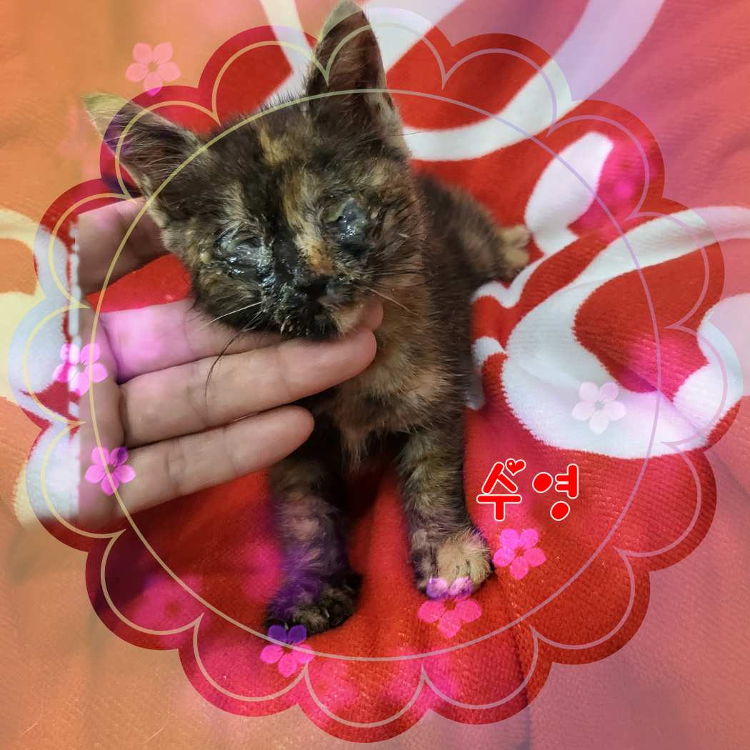 군산유기동물보호센터_445467202301166