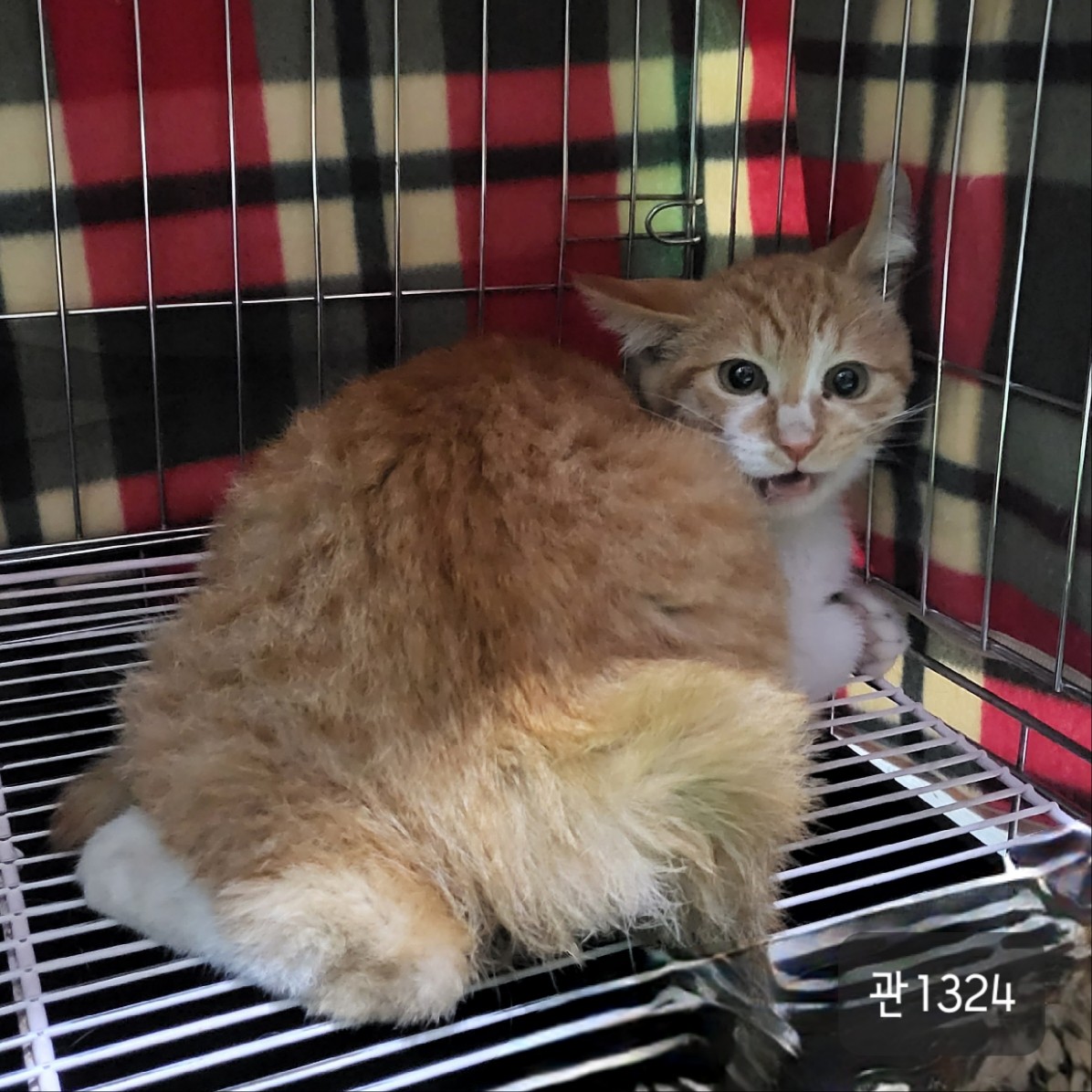 고양시동물보호센터_441394202301324