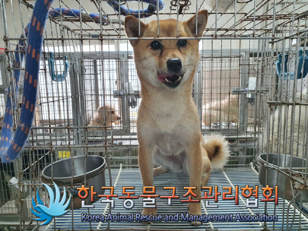 한국동물구조관리협회_441382202300434