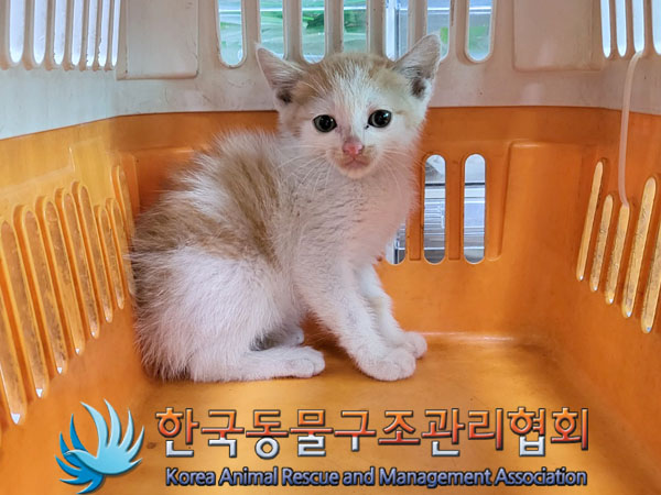 한국동물구조관리협회_411310202300287