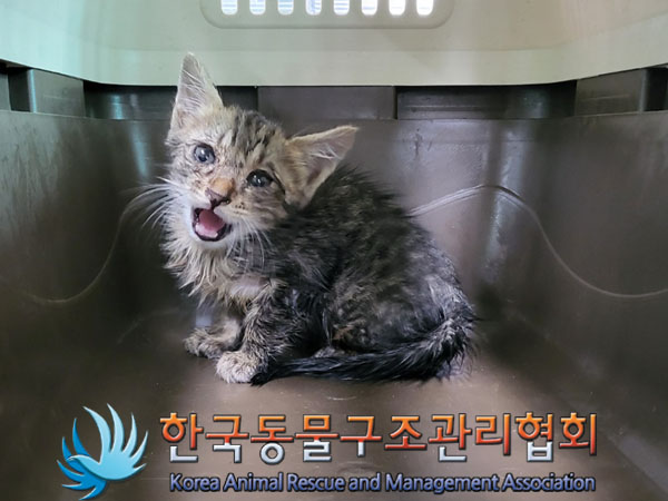 한국동물구조관리협회_411315202300438
