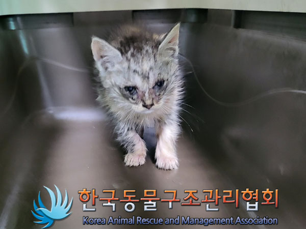 한국동물구조관리협회_411315202300437