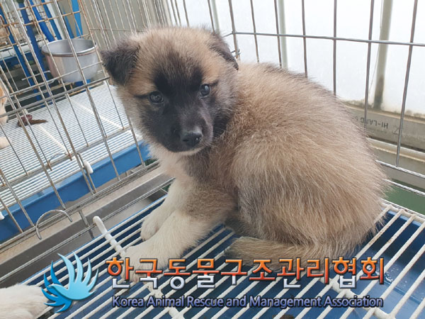 한국동물구조관리협회_441409202301030