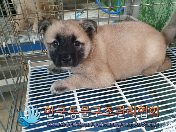 한국동물구조관리협회_441409202301031
