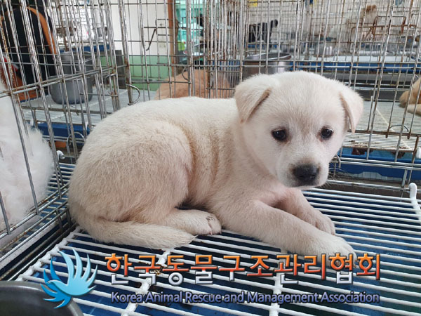 한국동물구조관리협회_441409202301027