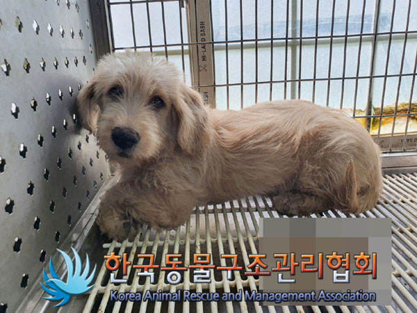 한국동물구조관리협회_411309202300255