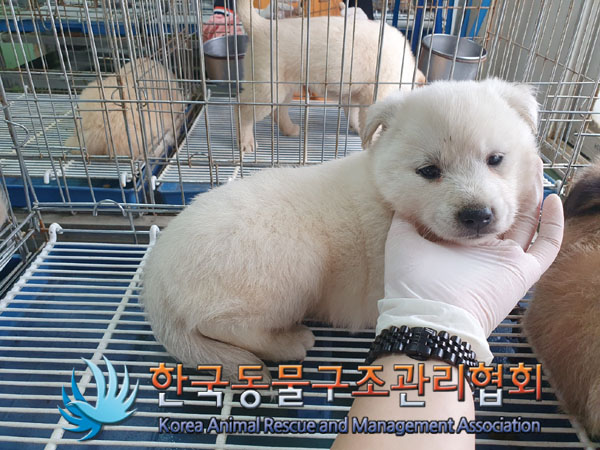 한국동물구조관리협회_441409202301029