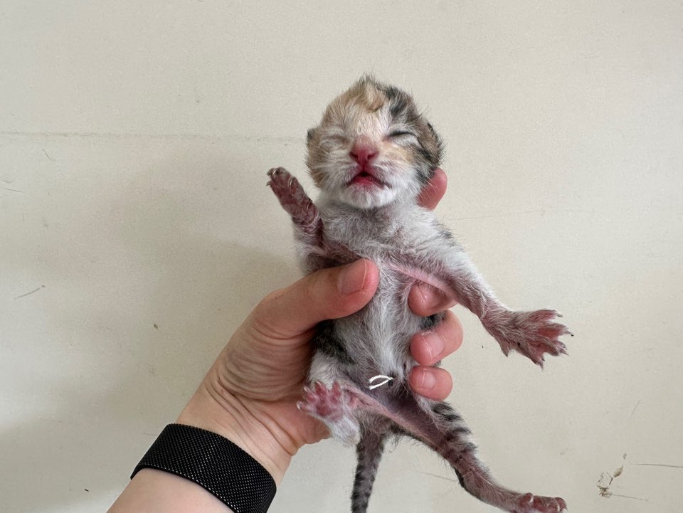 가정동물병원_428356202301028