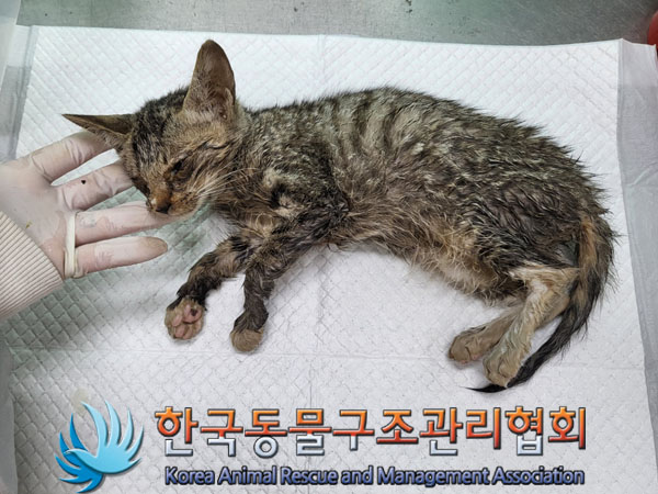 한국동물구조관리협회_411318202300292