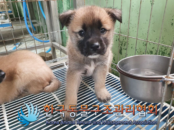 한국동물구조관리협회_441409202301032