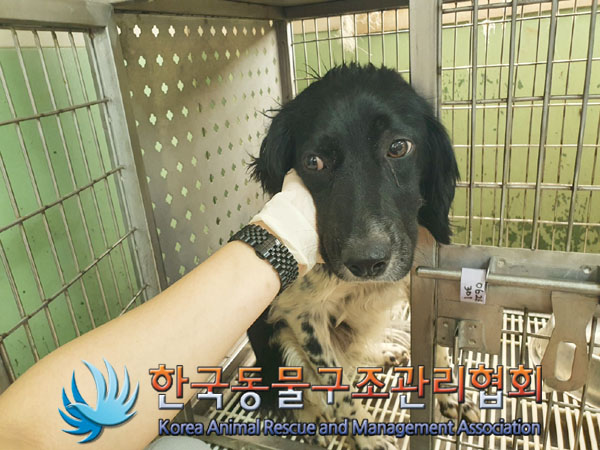 한국동물구조관리협회_441560202300848