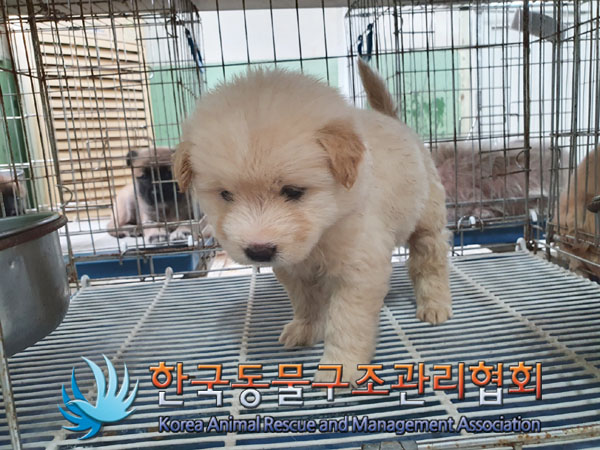 한국동물구조관리협회_441406202300939