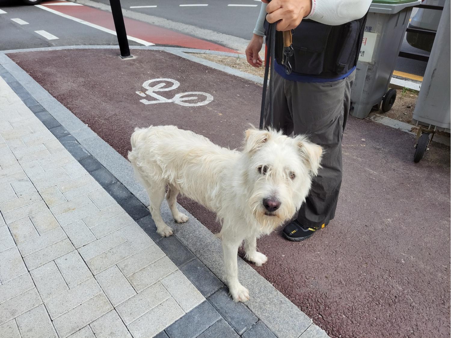 고양시동물보호센터_441394202301436