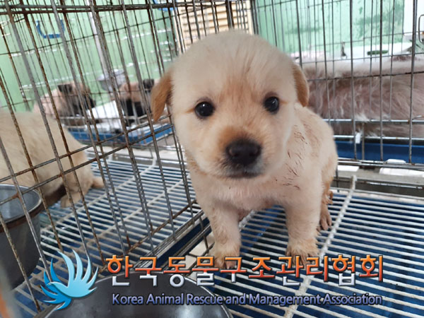 한국동물구조관리협회_441406202300938