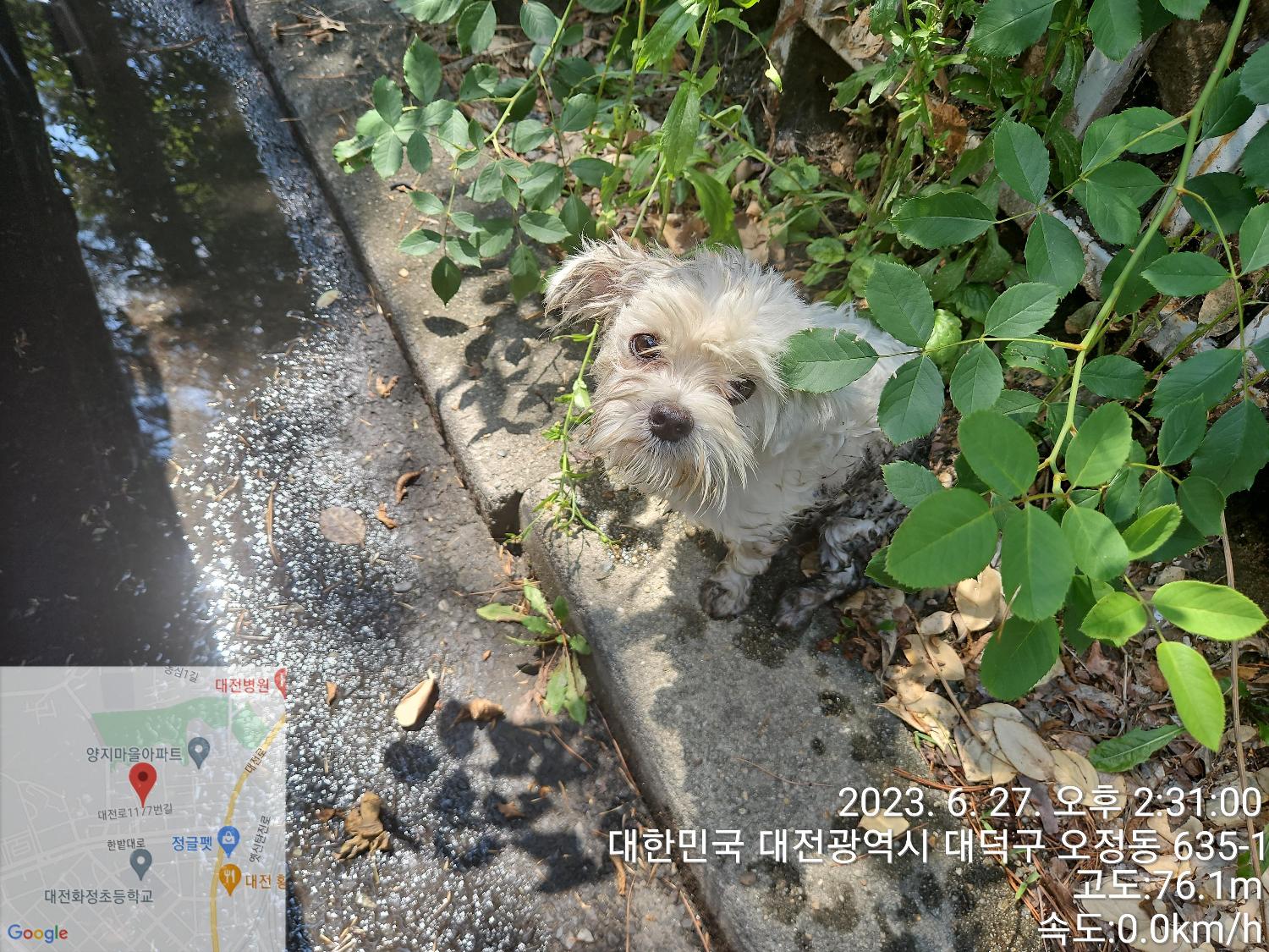 대전동물보호센터_430368202300306