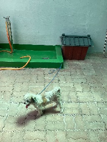 공주시 동물보호소_444450202300416