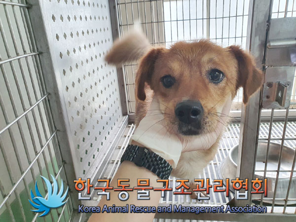 한국동물구조관리협회_441406202300945