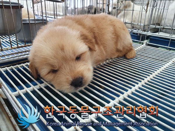 한국동물구조관리협회_441406202300942