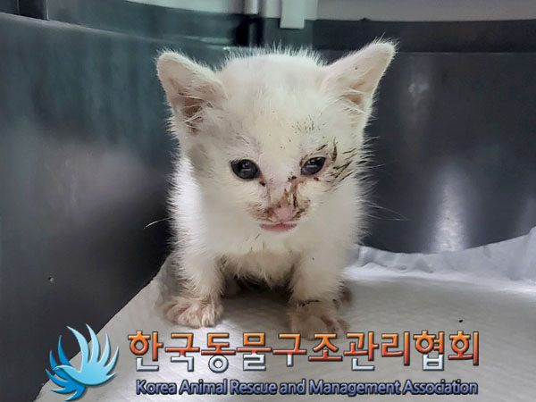 한국동물구조관리협회_441559202300475