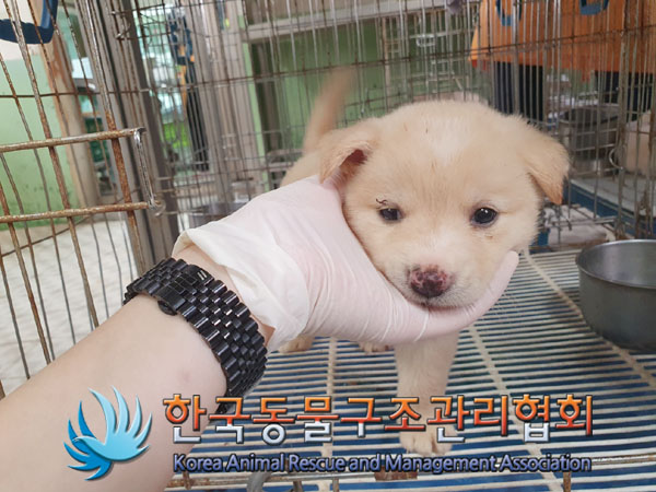 한국동물구조관리협회_441406202300940