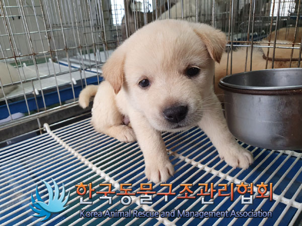 한국동물구조관리협회_441406202300943
