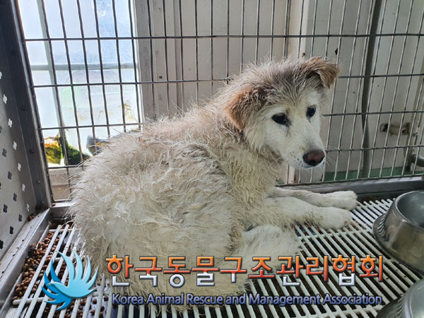 한국동물구조관리협회_441414202300413
