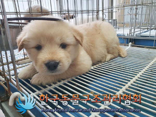 한국동물구조관리협회_441406202300941