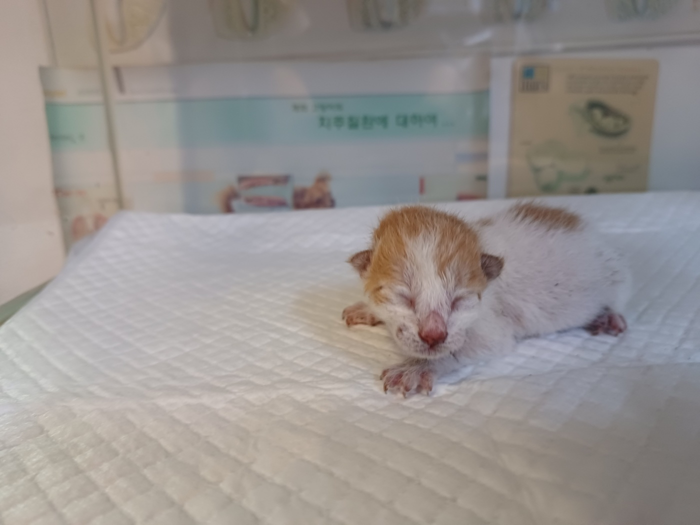 행복한동물병원_445464202302400