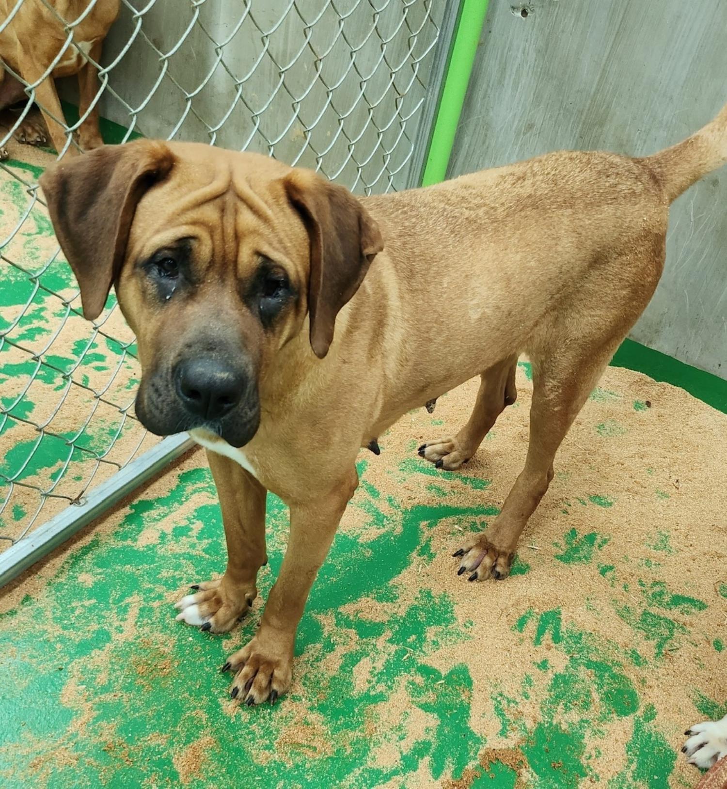 함안군유기동물보호소_448540202300192