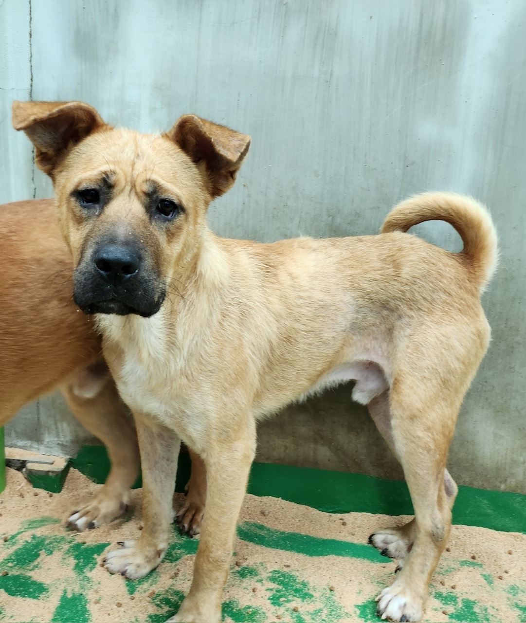 함안군유기동물보호소_448540202300183