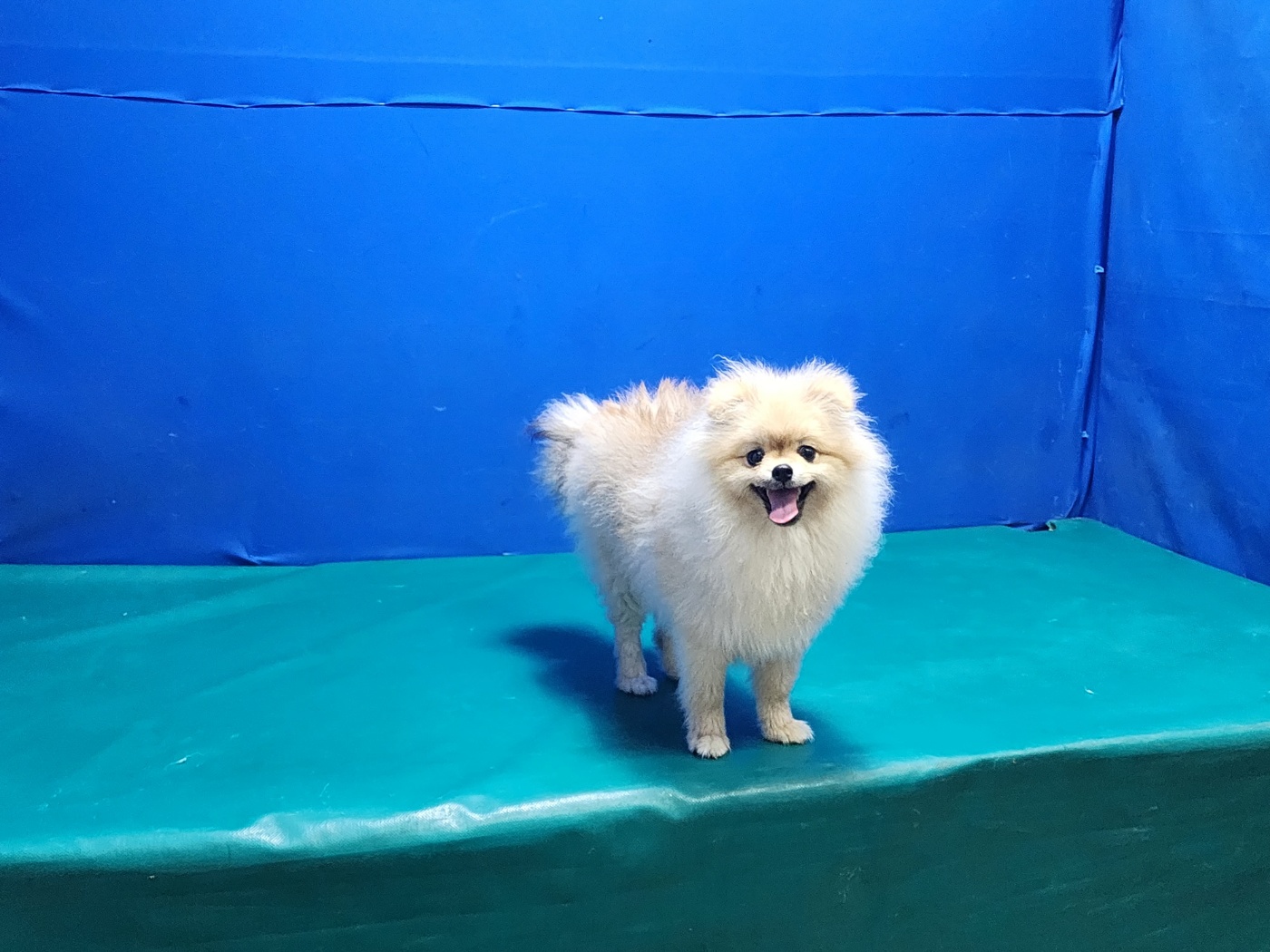 경산시유기동물보호소_447513202300841