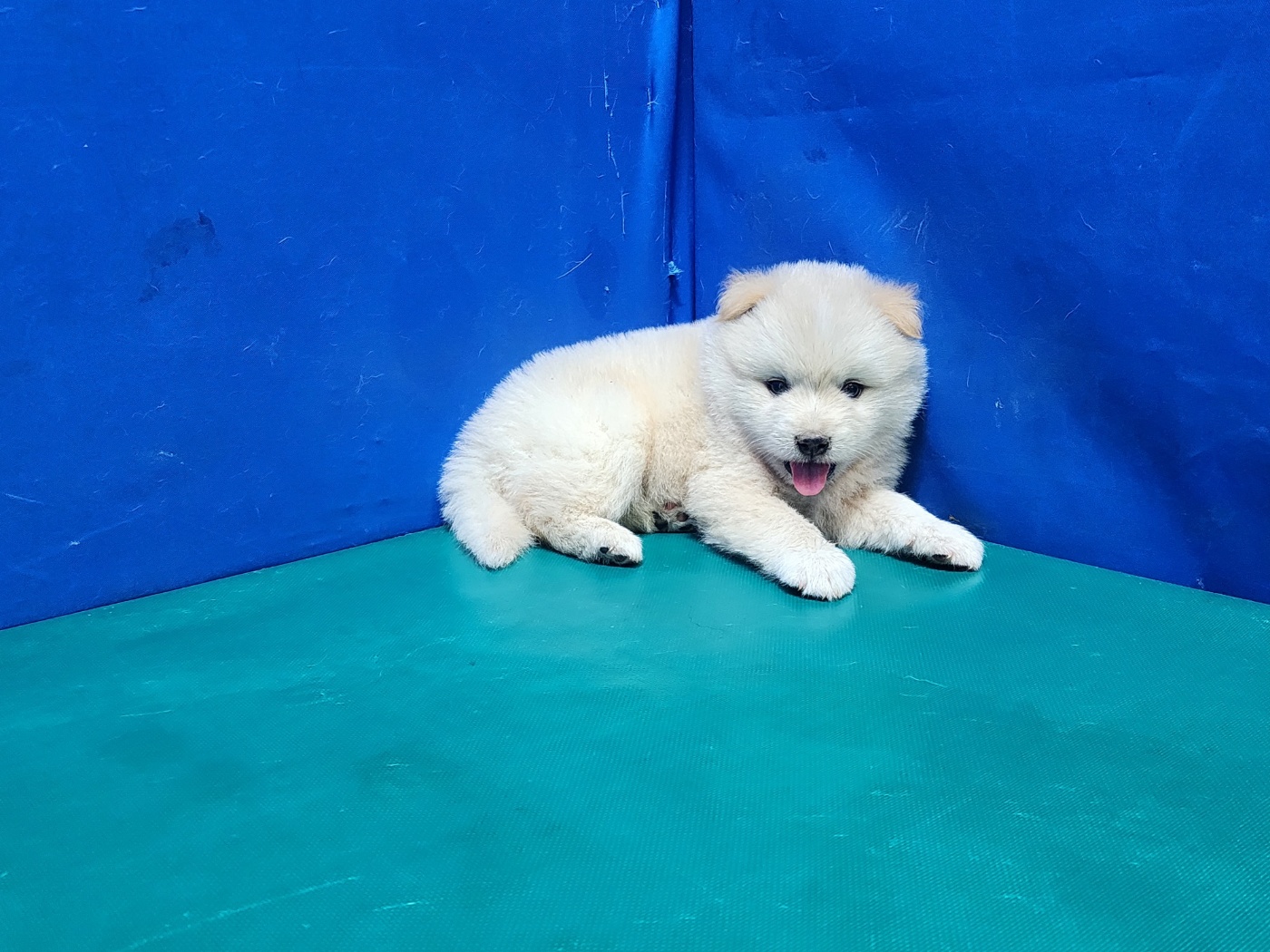 경산시유기동물보호소_447513202300842