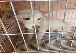 유기동물및관리협회_448535202300824